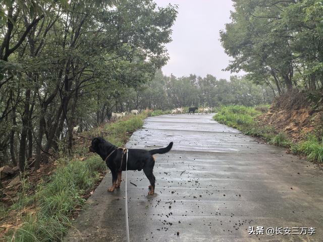 北上大草原第2站：山东日照