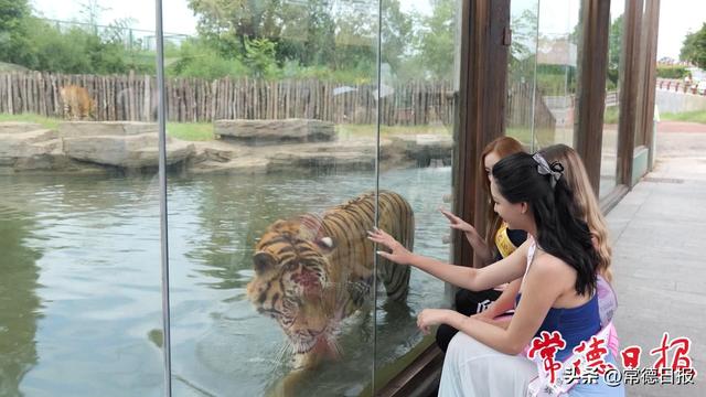 美女与野兽——世界旅游小姐常野游