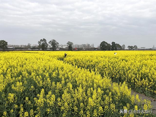 成都城区最大的油菜花田，2000亩铺天盖地般壮美，视觉非常震撼！