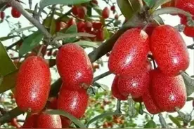 8090后童年吃过的野果，水果。可惜现在很少吃得到了图片