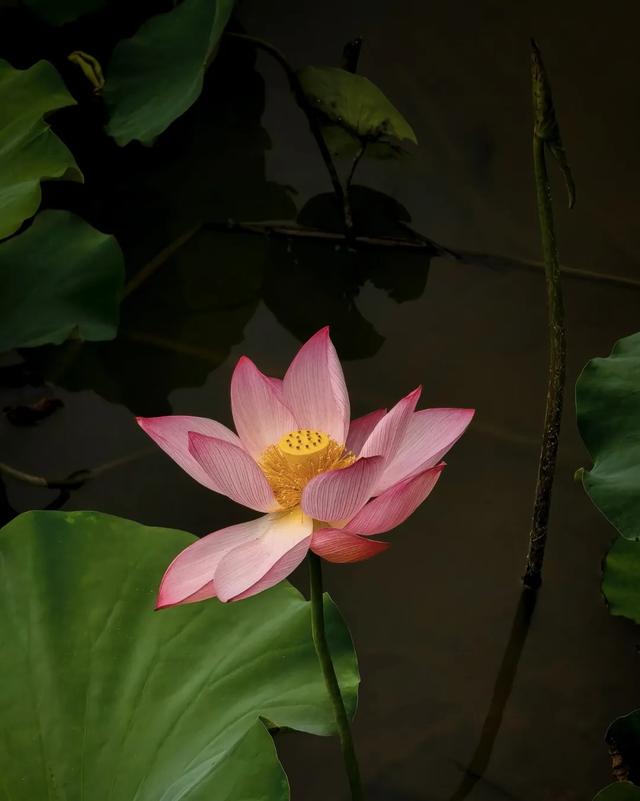 美出圈！东莞莲湖第一批荷花开了！