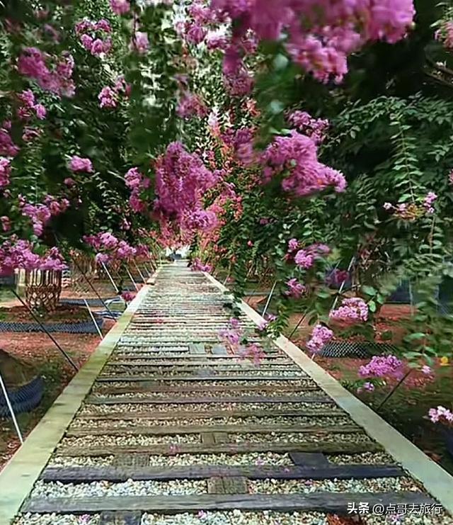 成都温江最美紫薇花大道，壮观色彩斑斓，不要门票，地铁公交直达