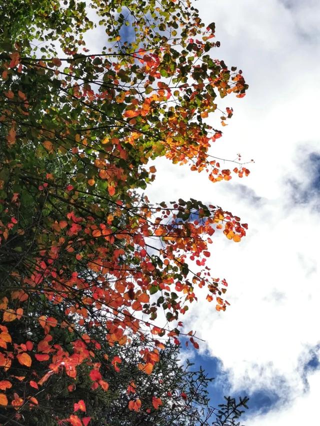 碧水吻醒秋色，落叶撞进九寨沟的调色盘