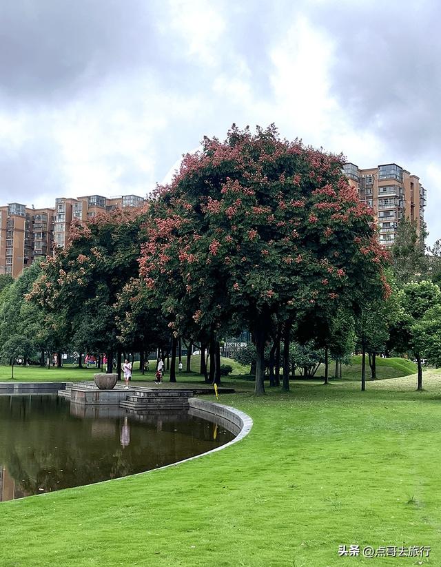 成都公园难得一见的旷野之景，画面超级唯美，地铁公交到达！