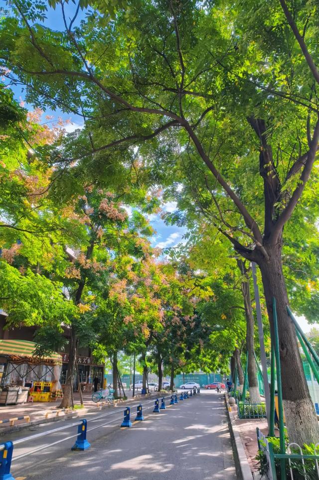 栾树花开，扮靓郫都秋日美景！