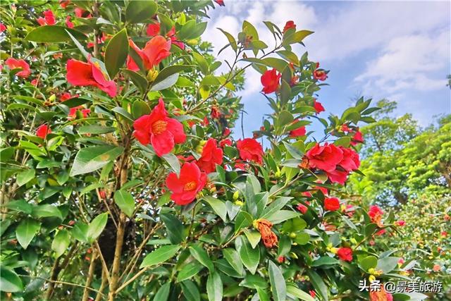 佛山这个花园国庆假期正式开放，藏在深闺的200多亩茶花出门迎客