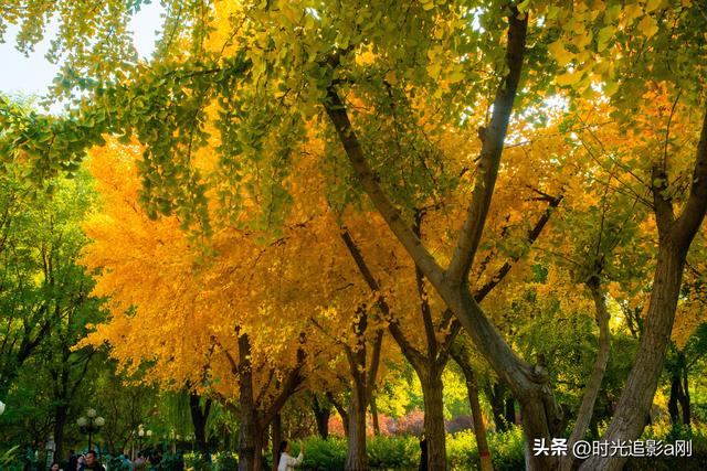 银杏季，一场不用预约的金色盛宴！