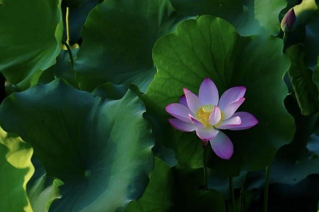 “荷” 处寻清凉？这里花 “漾” 正当时→