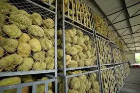 “贵族水果”网购热潮的背后：不止拼价格，更拼服务图片