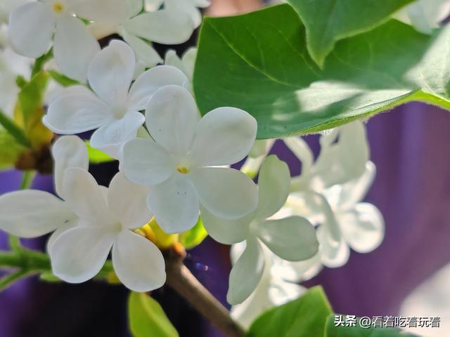 北京公园赏花记