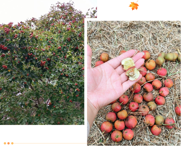 临沂秋日捡秋啦 | 把秋天，装进你的时间胶囊~
