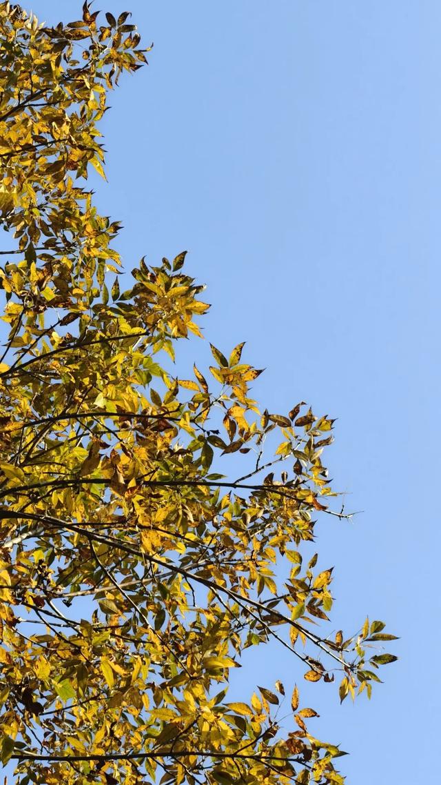 秋去冬来,邀您看红荷湿地的层林尽染,落叶如诗~~~