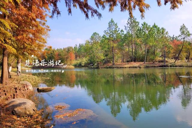 浙江宁波这个森林公园又火了，银杏林成为打卡胜地，水杉林更美丽