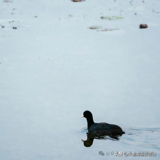 陕西渭南：人民公园银杏林色彩纷呈 祥和美丽 秋色宜人