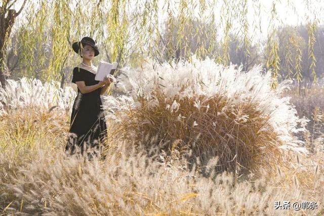 美在邯郸丨芦花雪，杉叶红