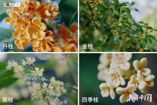 CCTV-1《花开中国》，今晚关注“园林之城”——苏州