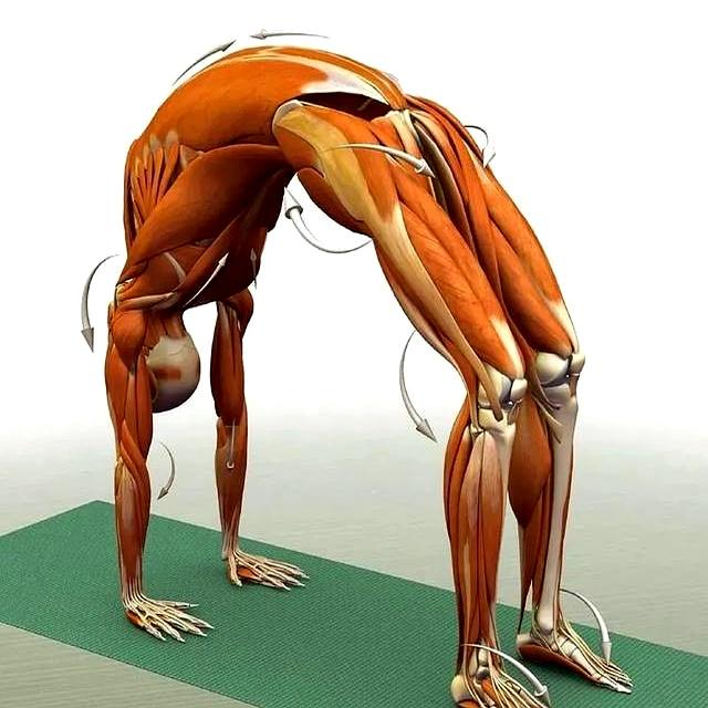 如果这12个瑜伽动作你能做到6个！说明你身体是真的很好！