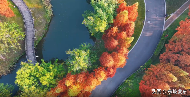 红了红了！东坡水杉出片率100%