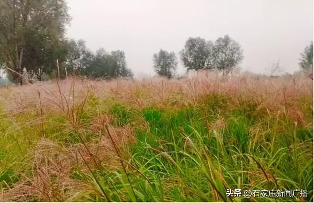 石家庄市城区赏秋最全指南，来啦！