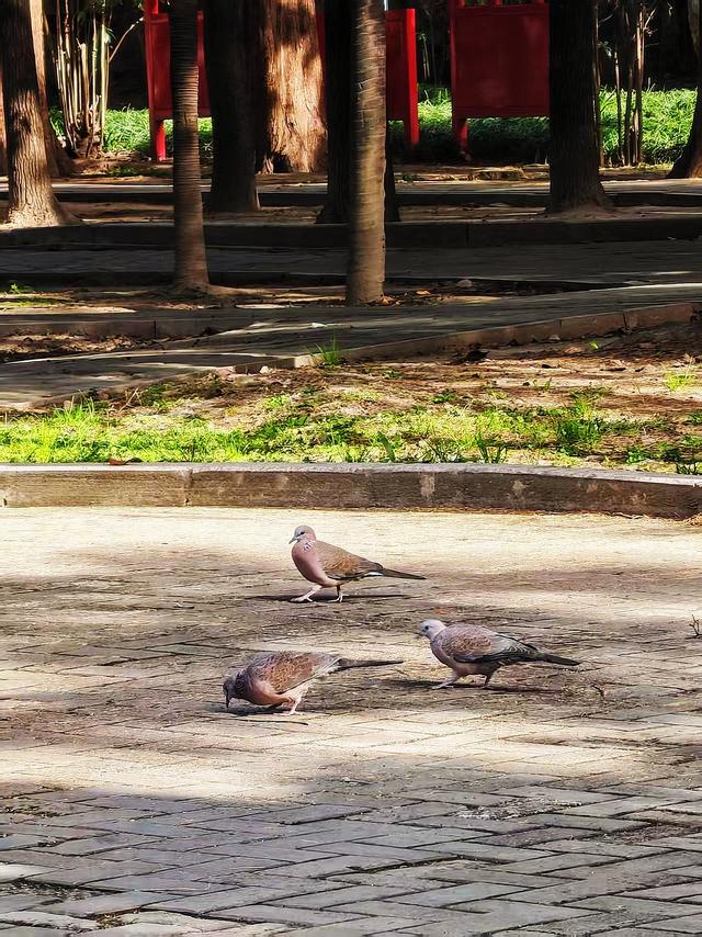 图说｜河南信阳浉河区：冬日暖阳下的浉河公园