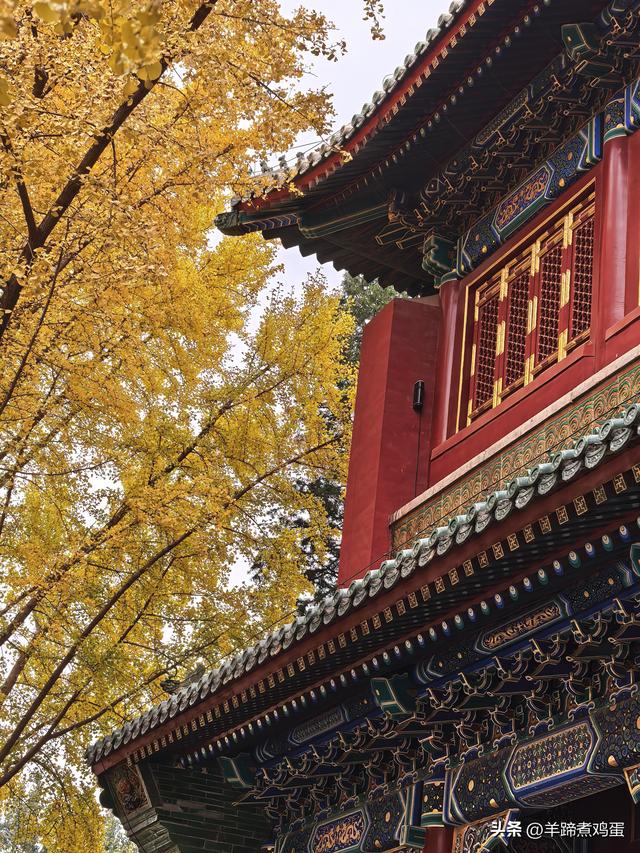 秋风独宠一园菊，晚来香艳出樊篱——北京北海公园2025年菊花展