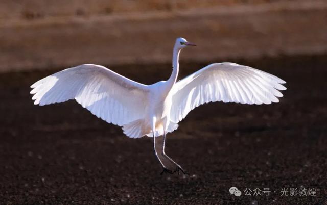 金秋时节:敦煌党河风情线上白鹭翩跹
