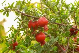 石榴叶子泡水的功效图片