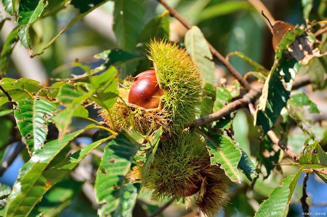 水下长城奇观、千年板栗与黄金宝藏：宽城“三绝”之旅