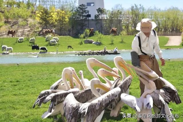 当旅游成为情感疗愈:北戴河新区提供的情绪价值到底在哪里?