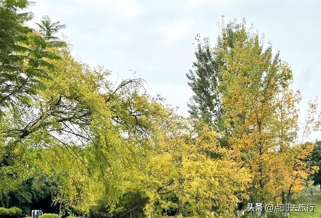 成都主城区最大人工湖，秋天超级惊艳，不要门票，地铁公交直达！