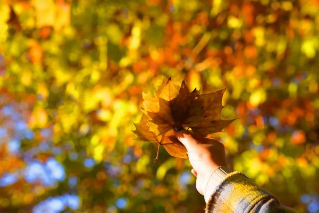 避开人群！两江新区这条梧桐大道，独享初冬金色浪漫