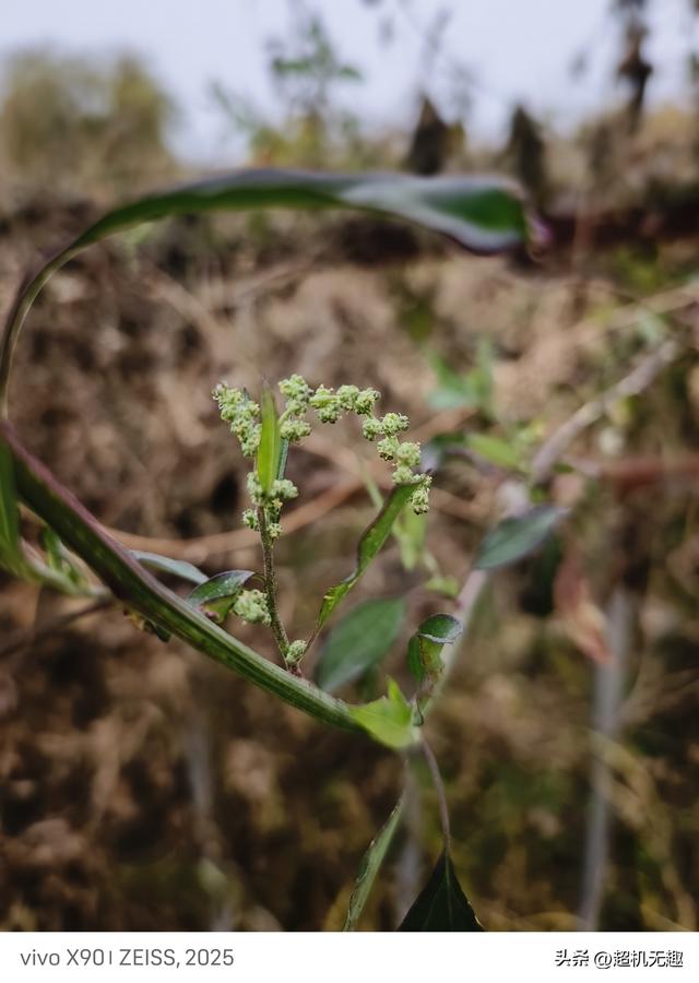 我家狗吃屎那天我的影像记录中