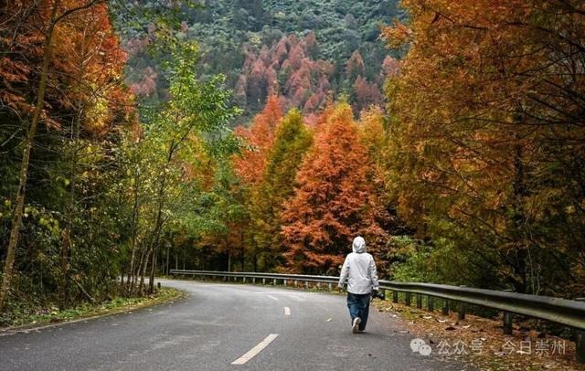 速来→崇州正上演初冬金色浪漫大片！