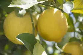 柠檬的功效与种植方法图片