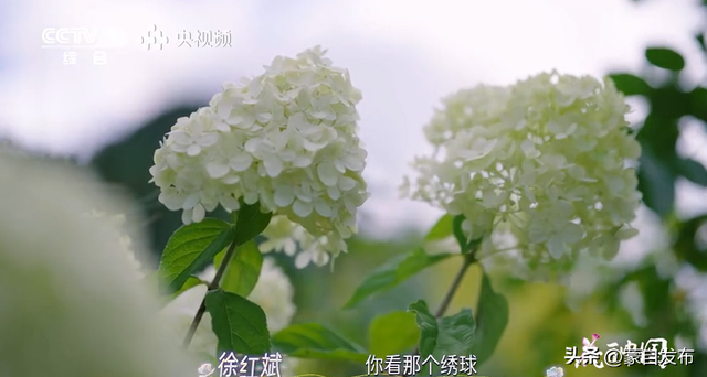 蒙自花开上央视！诚邀晒图，评论区专“宠”鲜花！