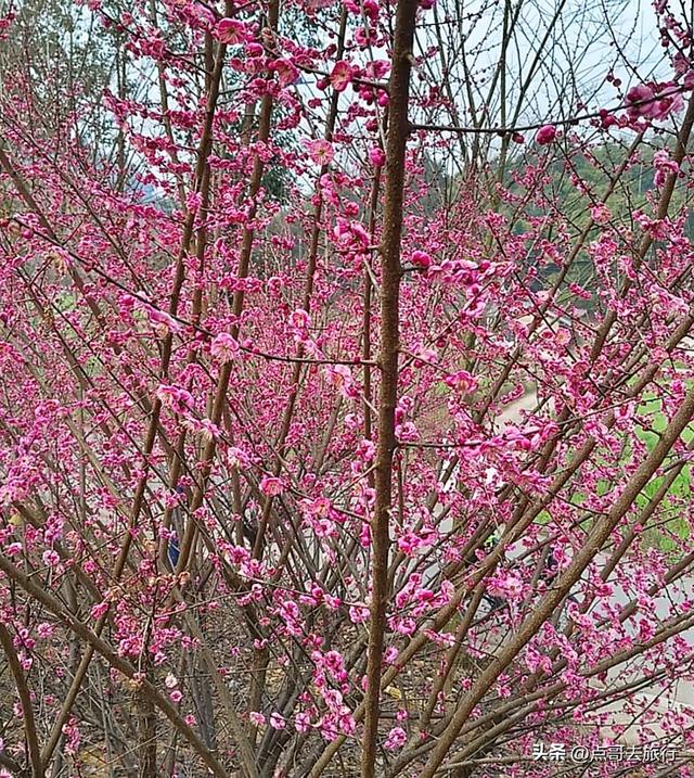 成都山地红梅开花了，粉红云霞铺天盖地，非常震撼，免费！