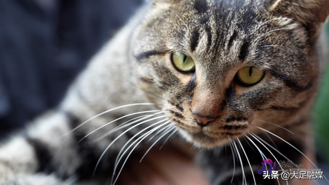 大足石刻南山景区4只萌猫成“团宠” 憨态可掬等您赐名