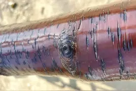 公园的树干在老大爷一声声“啊哈”中，包浆玉化了！图片