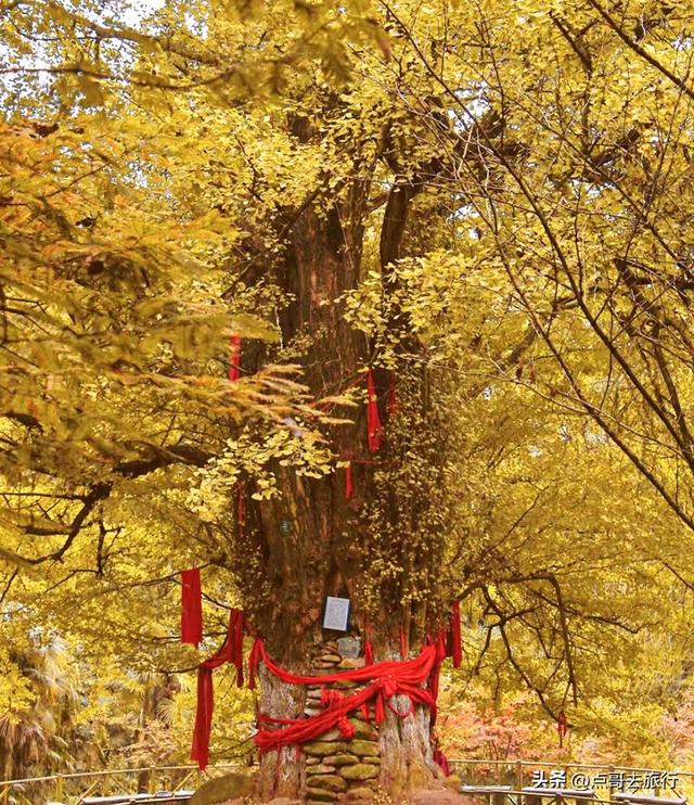 成都龙泉山有多少千年银杏，让人意外，居然有刘备亲手种的！