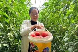 东湾镇普罗旺斯西红柿迎来上市季图片