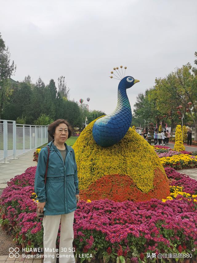 今年唐山南湖菊展从规模到品种在我印象中是多年来的第一次