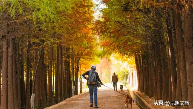 “红”爆！是谁还没有Get昆明的冬天？你知道12月的滇池有多绝？周末冲~