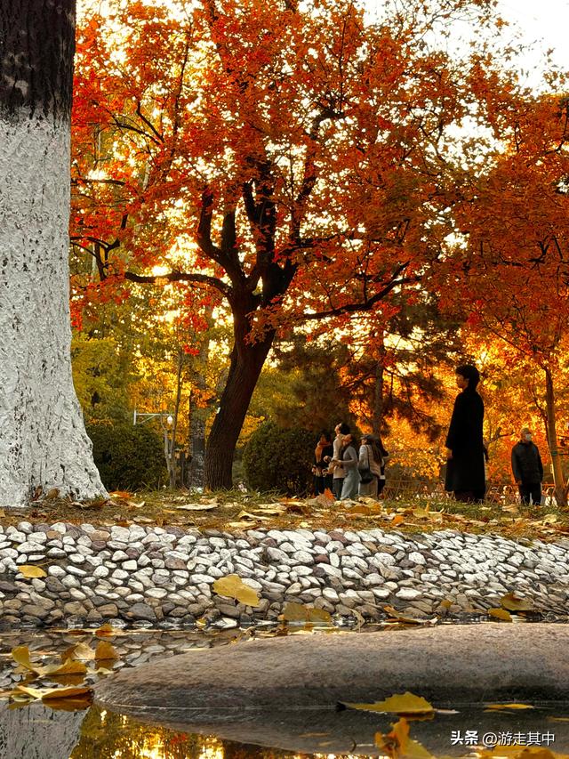 11月9日实拍！没人说地坛红叶这么好看啊…