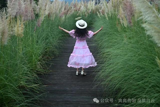 【爽游白云】白云蒲苇花开，在风中摇曳着初秋的浪漫……