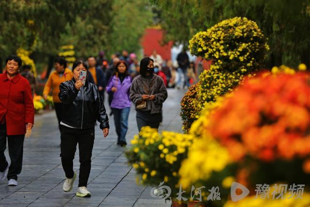 周口：重阳赏菊正当时 千年古陵飘菊香