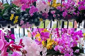 深圳一女子因“垃圾箱捡花养出一面唯美花墙”而走红，太治愈了图片