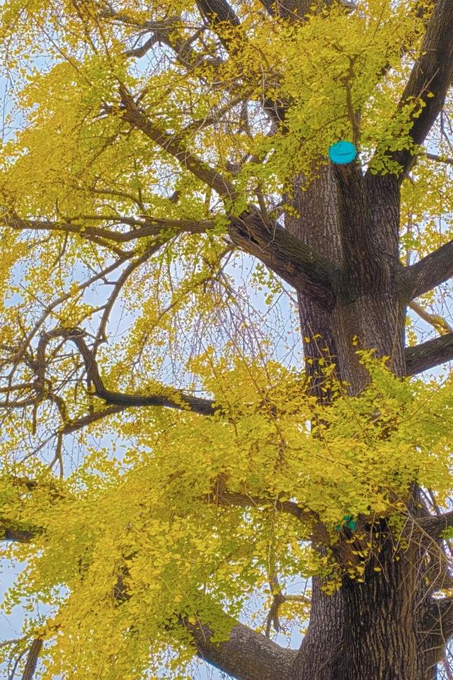 一眼沦陷！黄陂830岁古树美成画