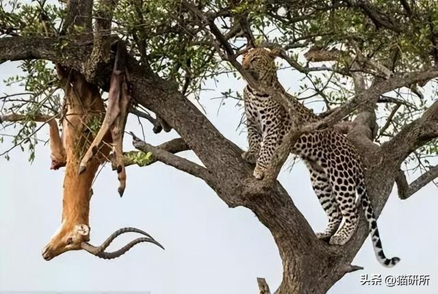 猫咪为什么在食物旁做出埋屎动作？