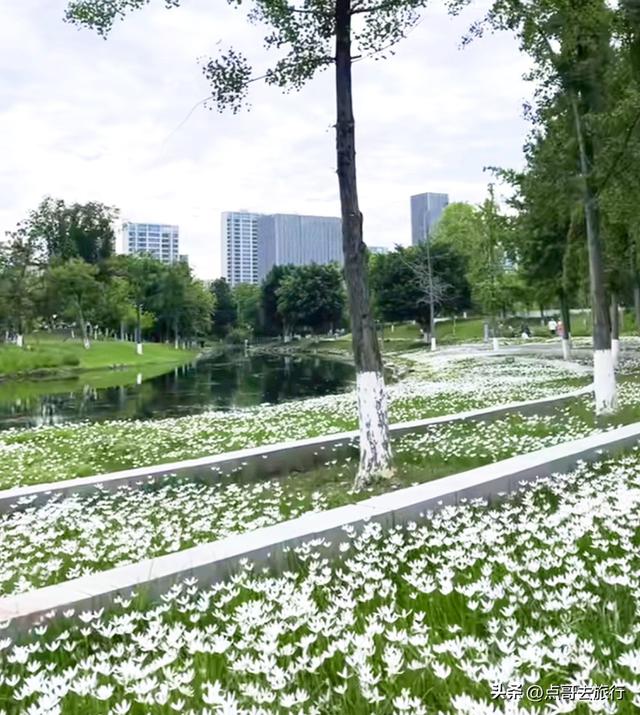 地铁直达！成都又一公园美爆！纯白葱兰花海超壮观，不要门票！