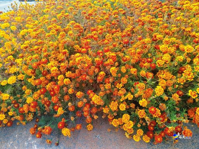 才几天没去,这个公园最近居然变成这样了?!